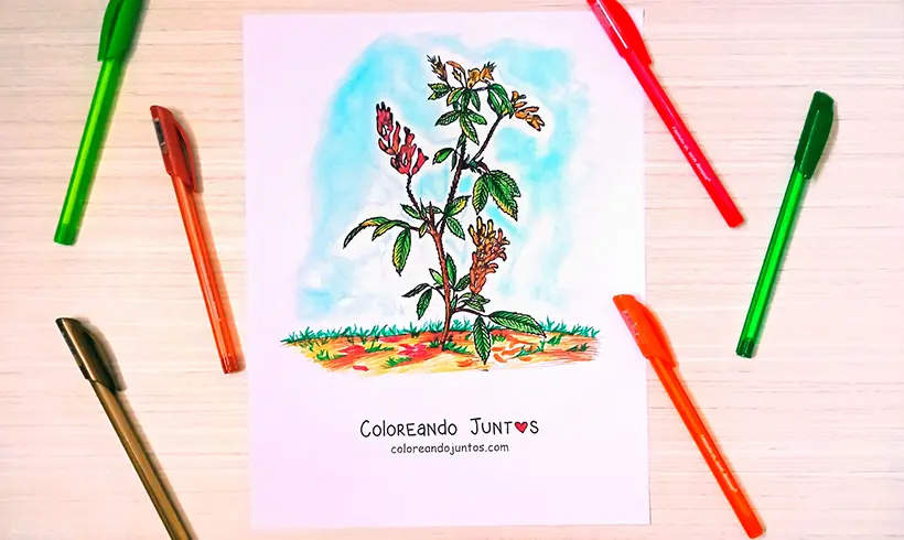Dessin d’arbuste colorié par Colorions Ensemble