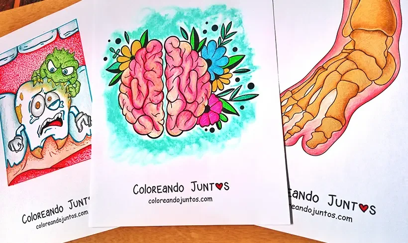 Coloriages du corps humain réalisés par Colorions Ensemble