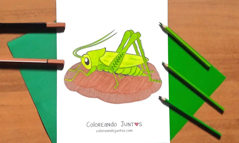 Dessin d’un grillon colorié par Colorions Ensemble