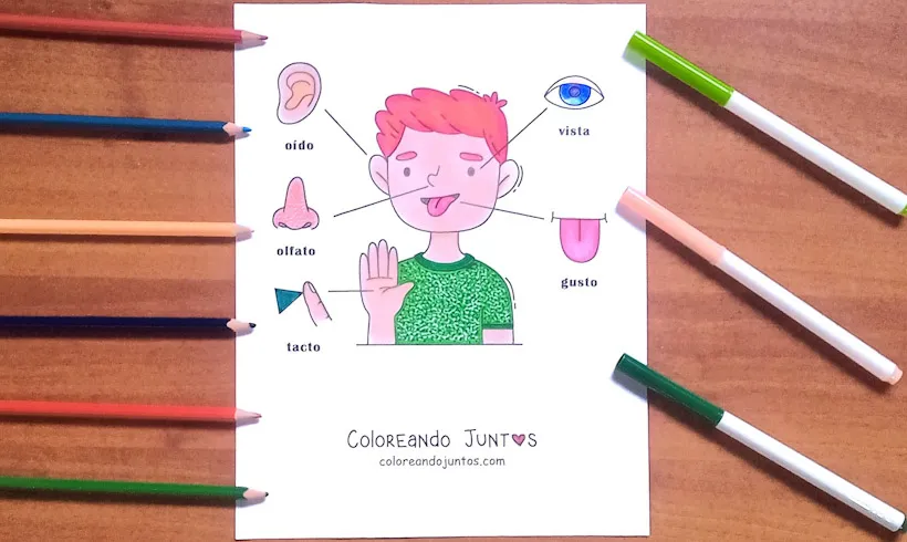 Dessin des 5 sens pour enfants colorié par Colorions Ensemble