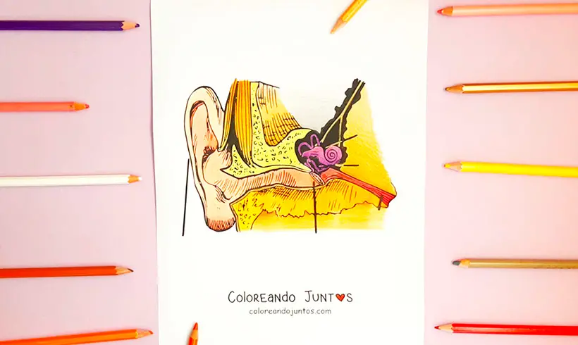Dessin d'oreille colorié par Colorions Ensemble