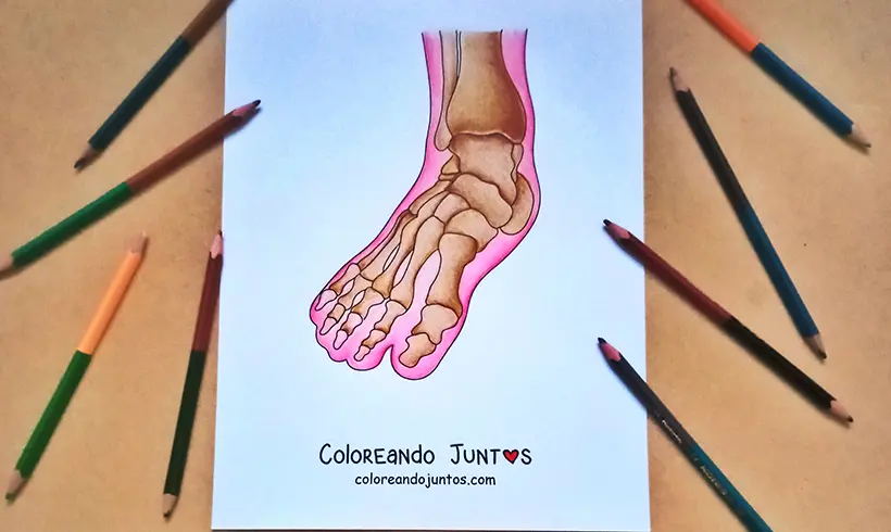 Dessin de pied colorié par Colorions Ensemble