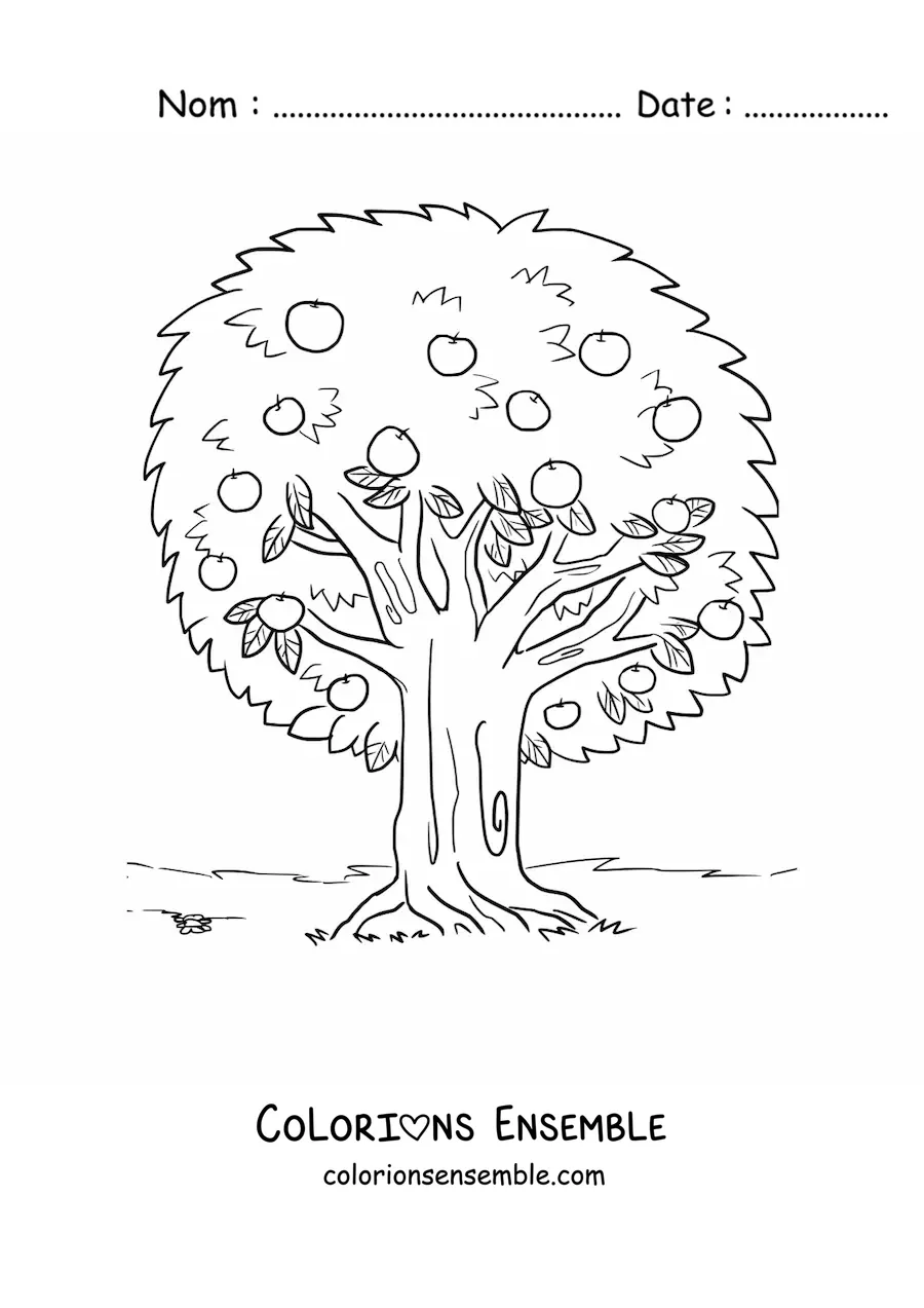 Image à colorier d’un pommier avec des pommes