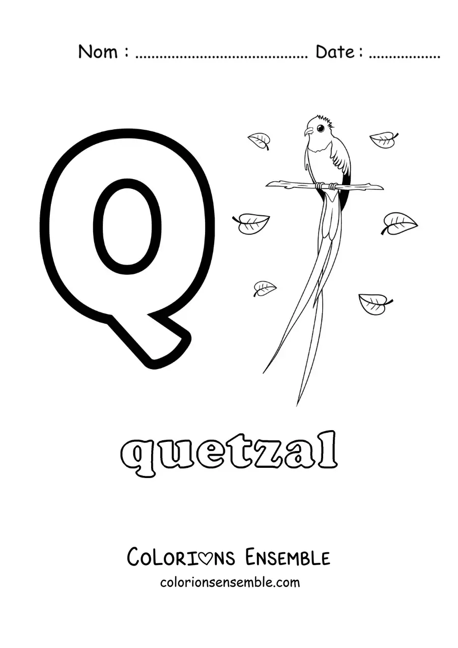 Image a colorier de la lettre Q comme quetzal