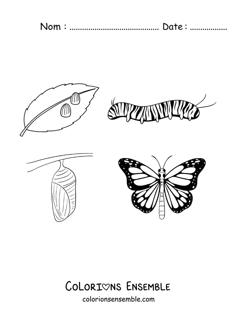 Image à colorier du cycle de vie du papillon