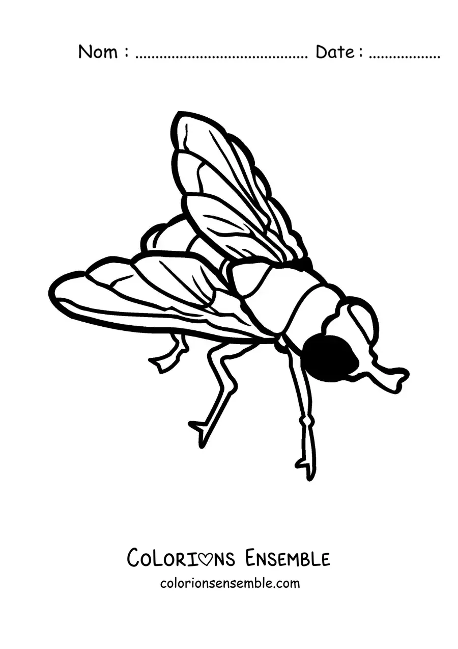 Image à colorier d’une grande mouche facile
