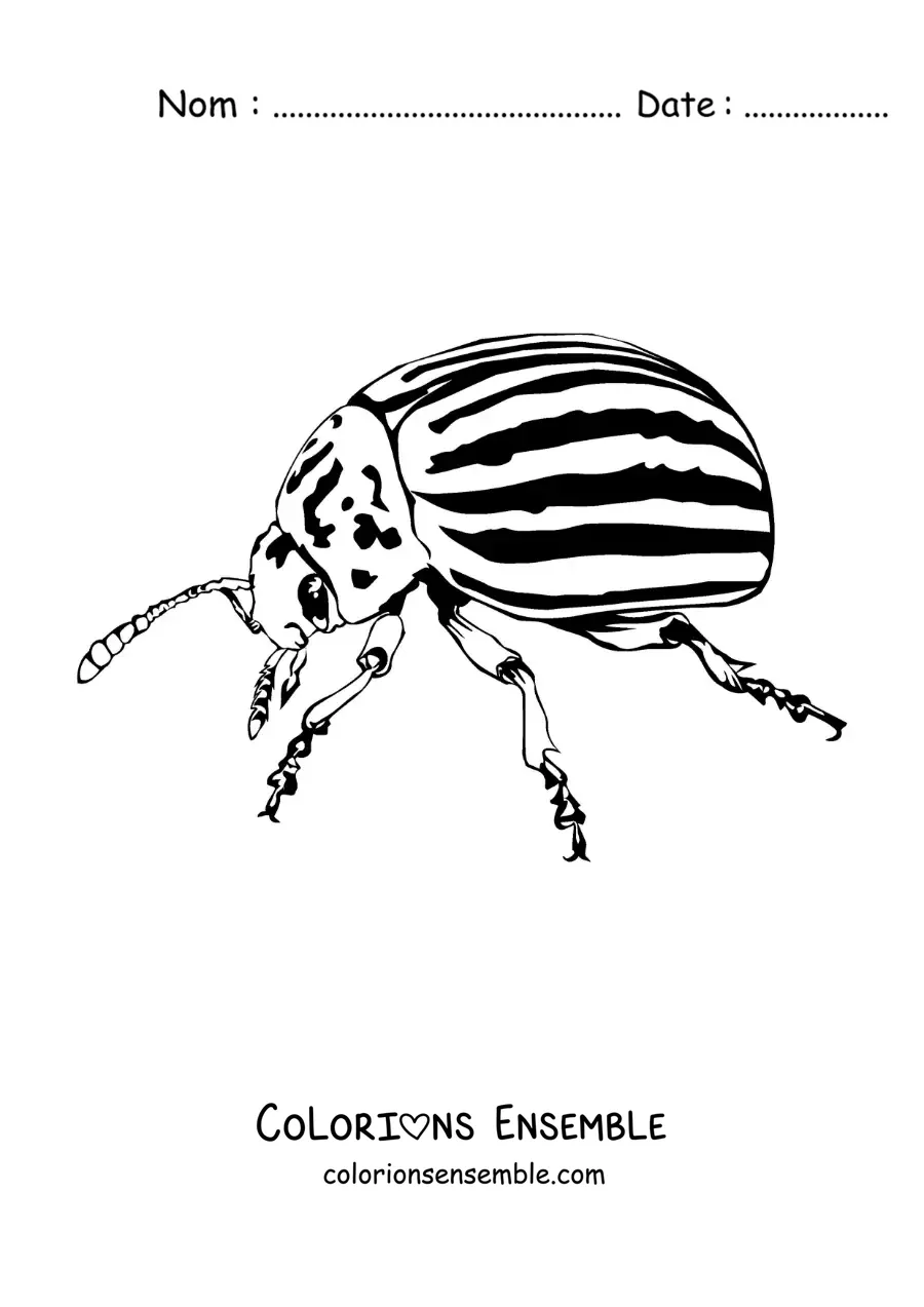 Image à colorier d’un doryphore réaliste