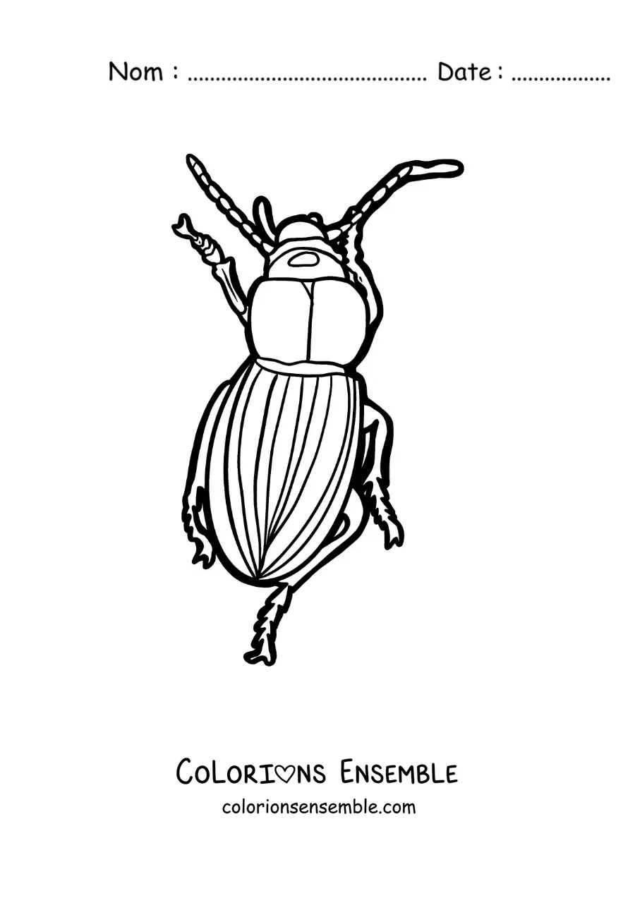 Image à colorier d’un scarabée qui marche