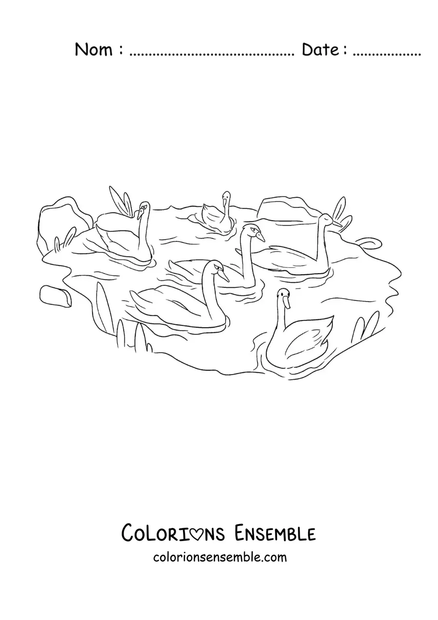 Image à colorier du Vilain Petit Canard qui nage avec les cygnes