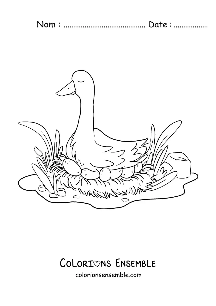 Image à colorier de la maman du Vilain Petit Canard qui couve ses œufs
