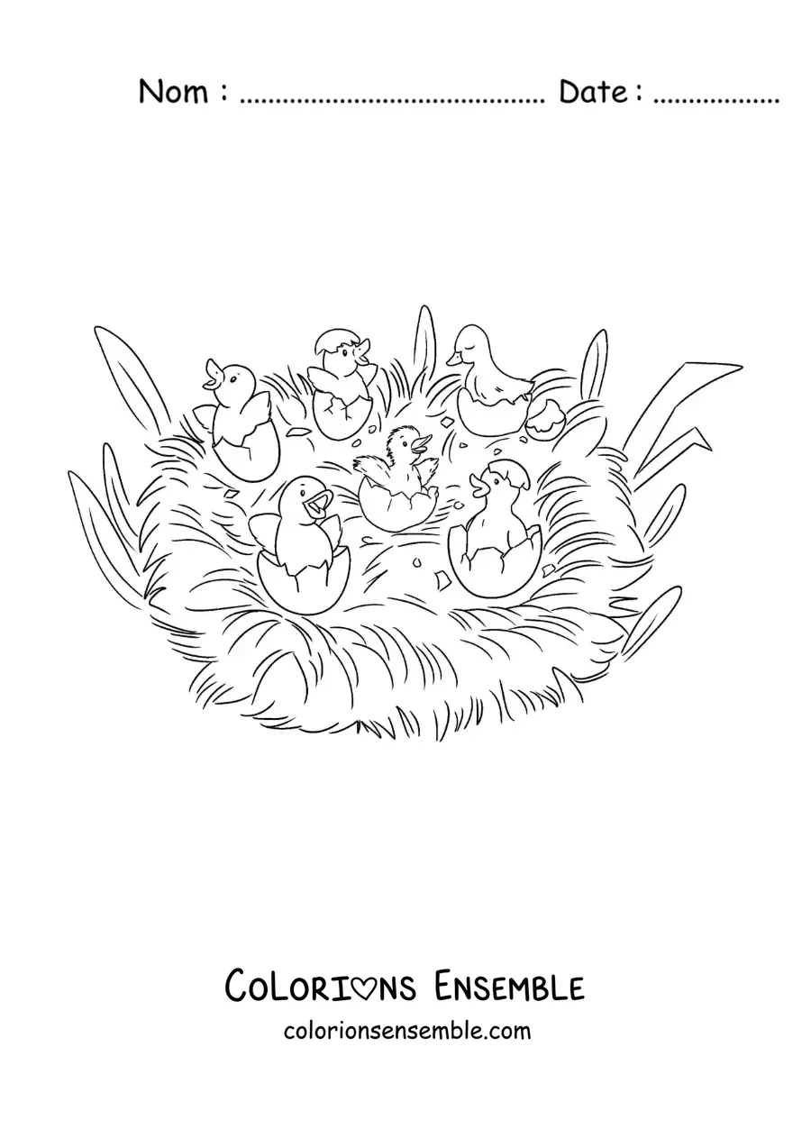 Image à colorier du Vilain Petit Canard et de ses frères qui brisent leur coquille