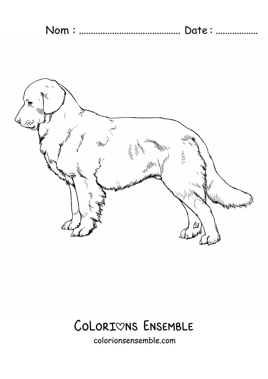 Image à colorier réaliste d’un golden retriever