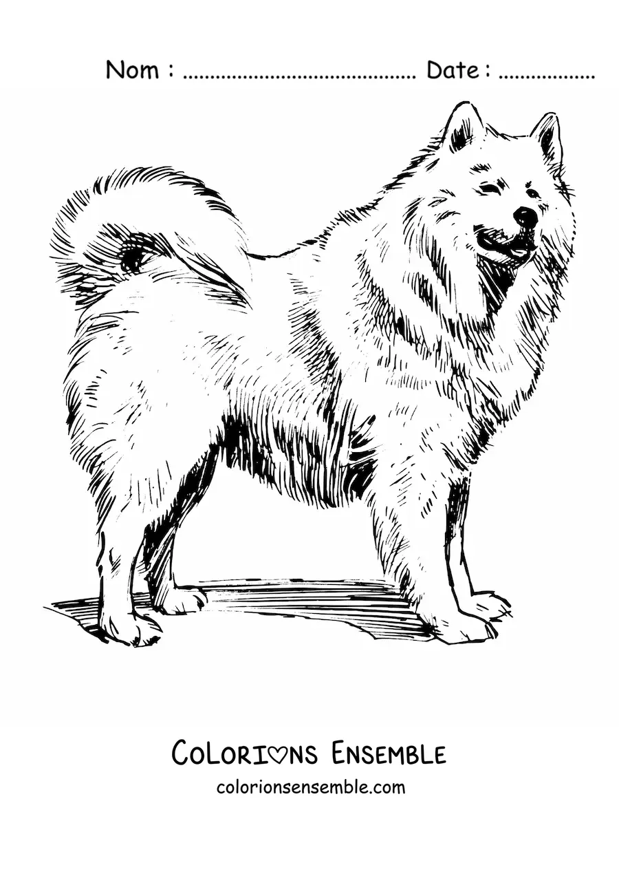 Image à colorier réaliste d’un samoyède