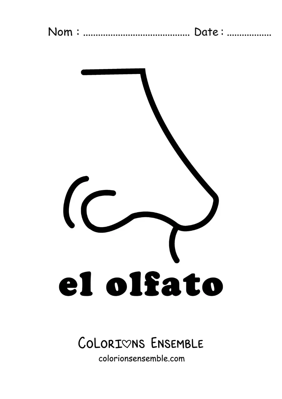 Image à colorier d'un nez, symbole du sens de l'odorat