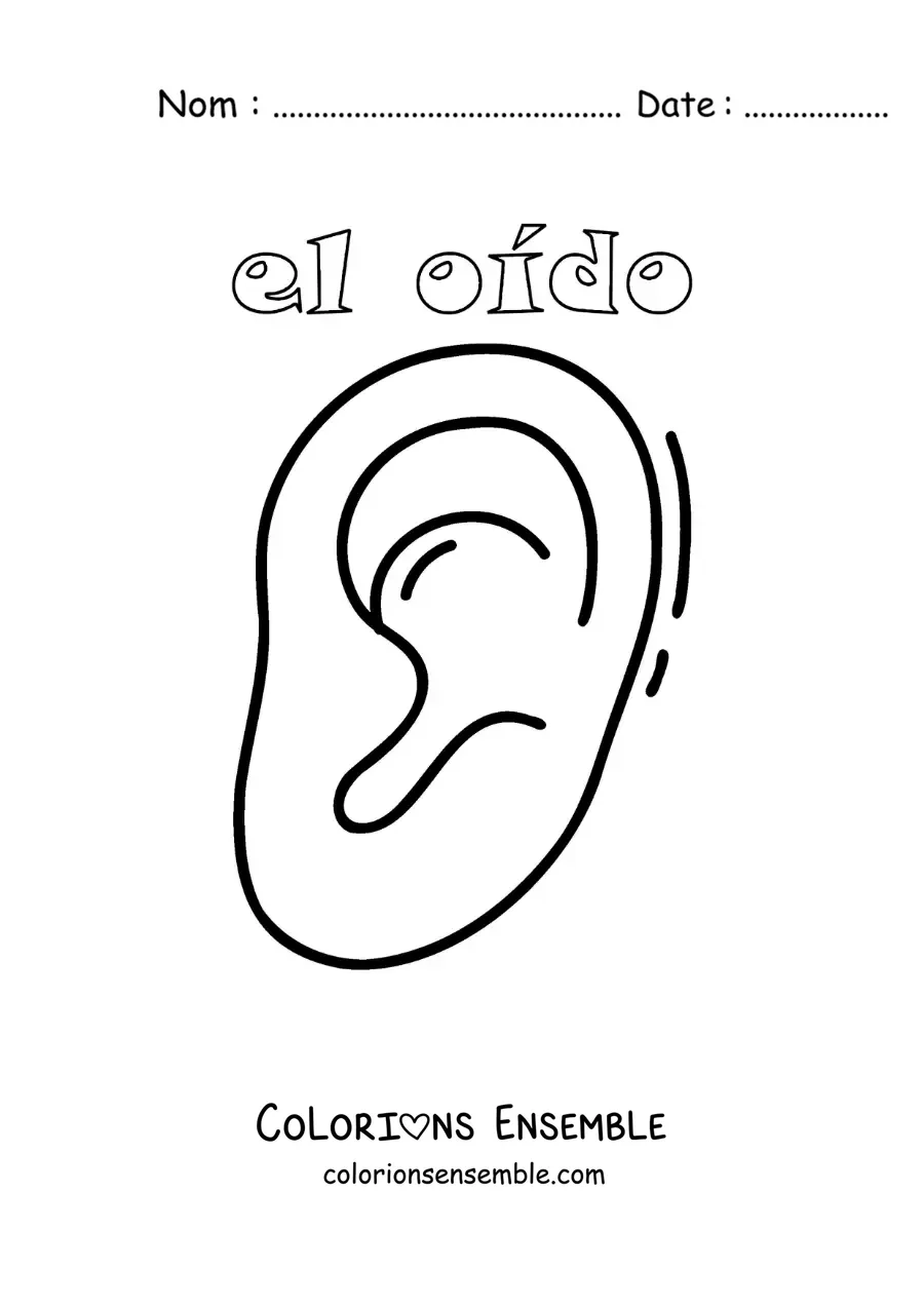 Image à colorier de l'oreille, qui fait partie du sens de l'ouïe, pour les enfants