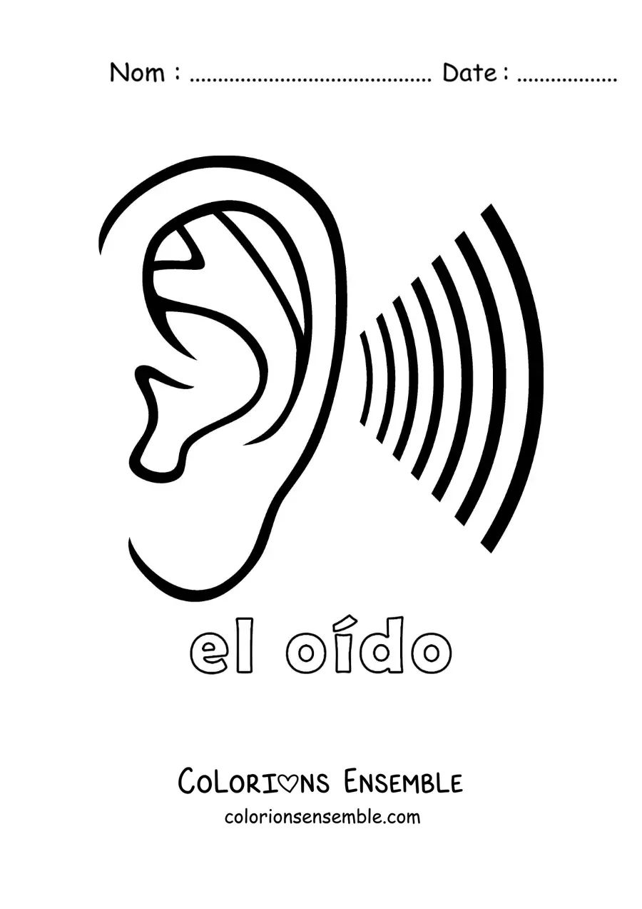 Image à colorier d'une oreille qui écoute des ondes sonores