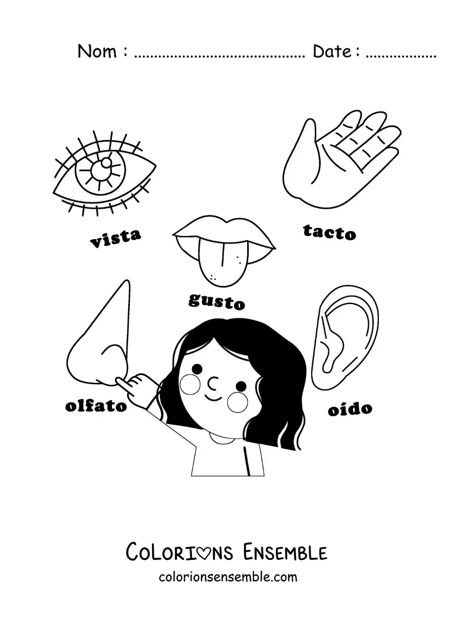 Image à colorier des organes des 5 sens en dessin animé pour enfants