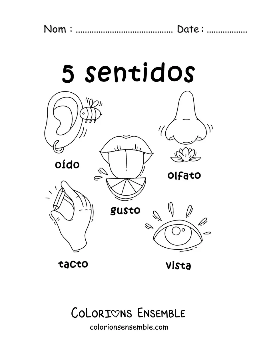 Image à colorier d’exemples en dessin animé des 5 sens pour enfants