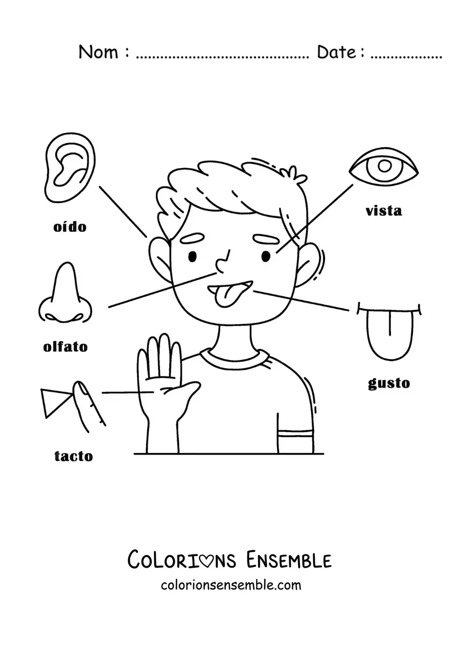 Image à colorier des 5 sens dans le corps humain pour enfants