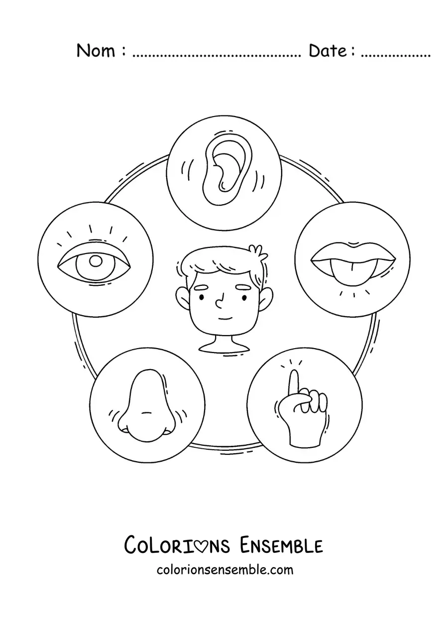Image à colorier d’une fiche éducative avec des dessins animés des cinq sens