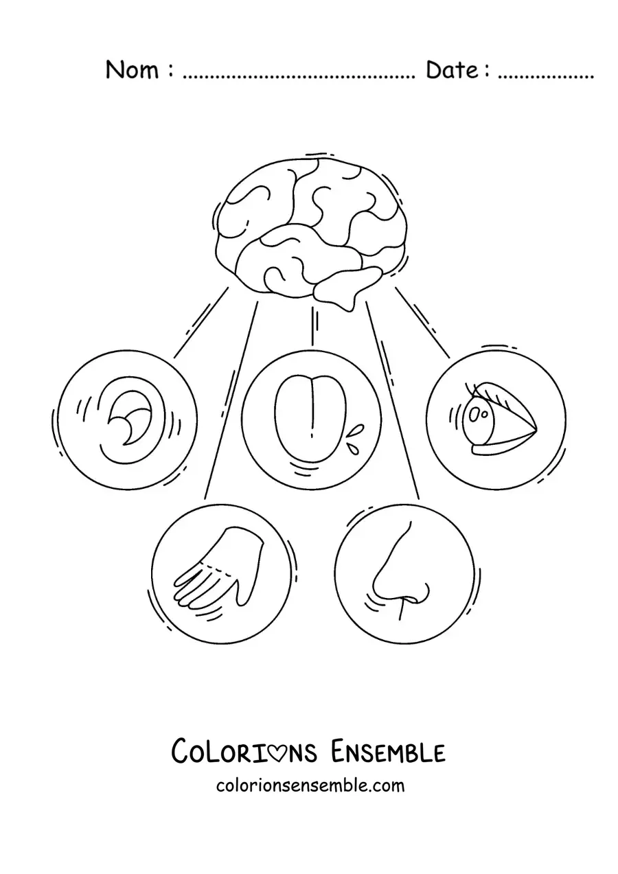 Image à colorier des cinq sens et du cerveau humain