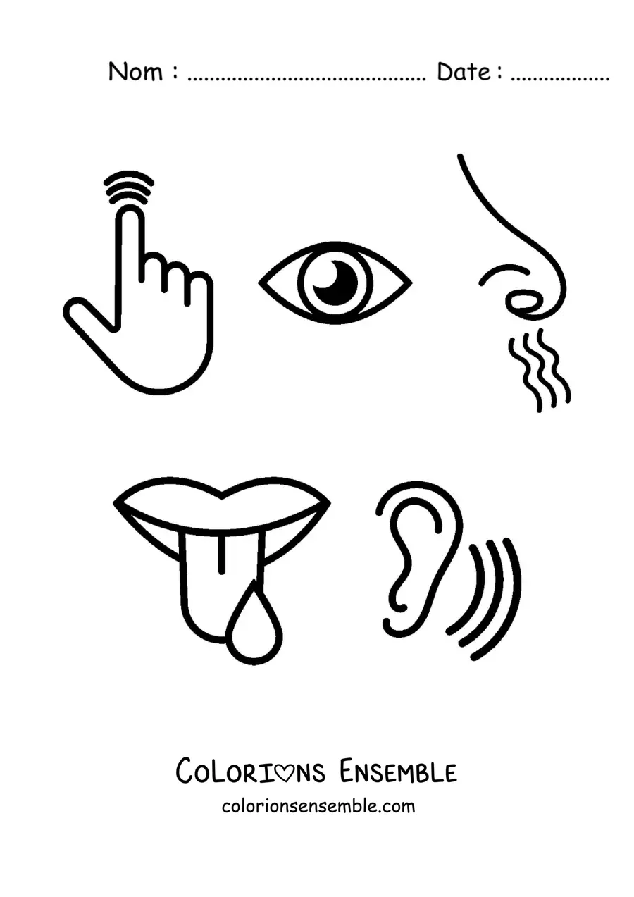 Image à colorier de symboles des cinq sens