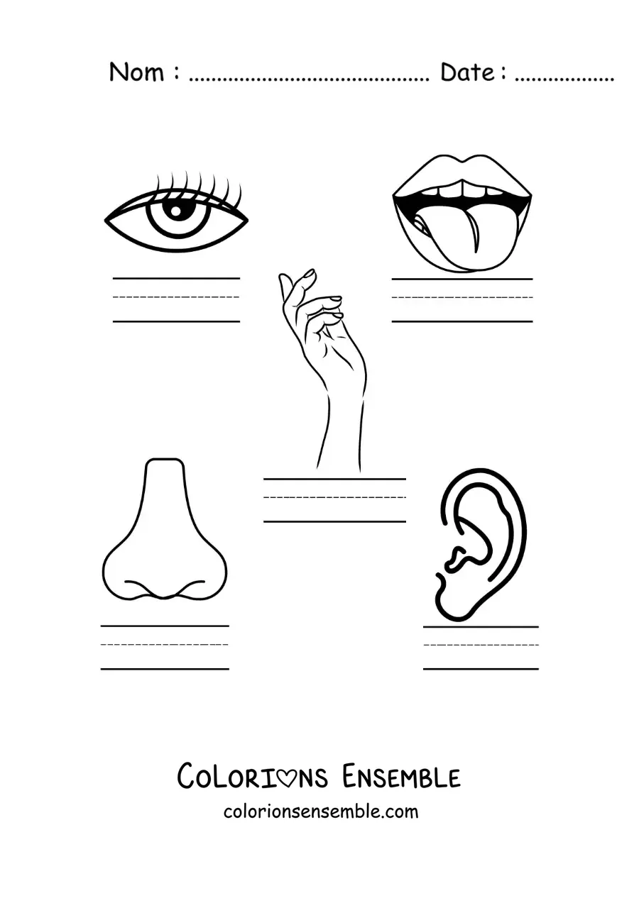 Image à colorier d’une activité éducative sur les cinq sens