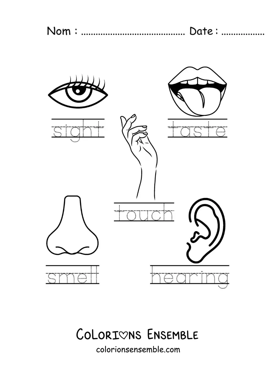 Image à colorier d’une activité éducative sur les cinq sens en anglais
