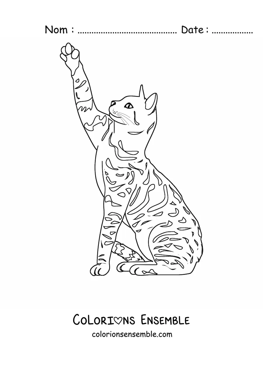 Image à colorier d’un chat réaliste à taches