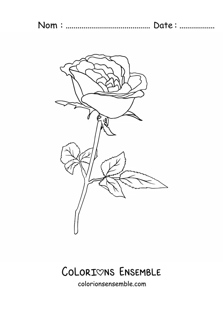 Image à colorier d’une rose avec des feuilles
