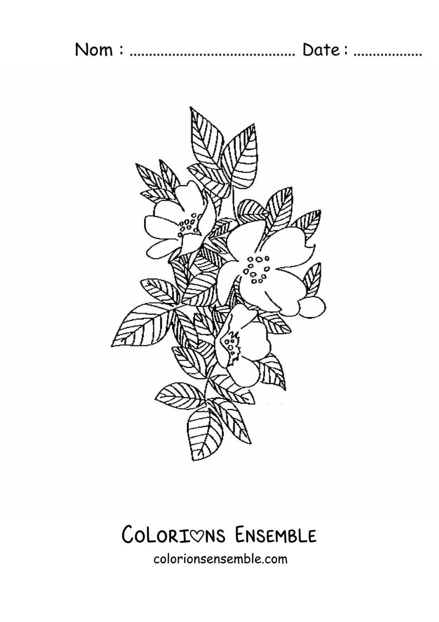 Image à colorier d’une rose sauvage