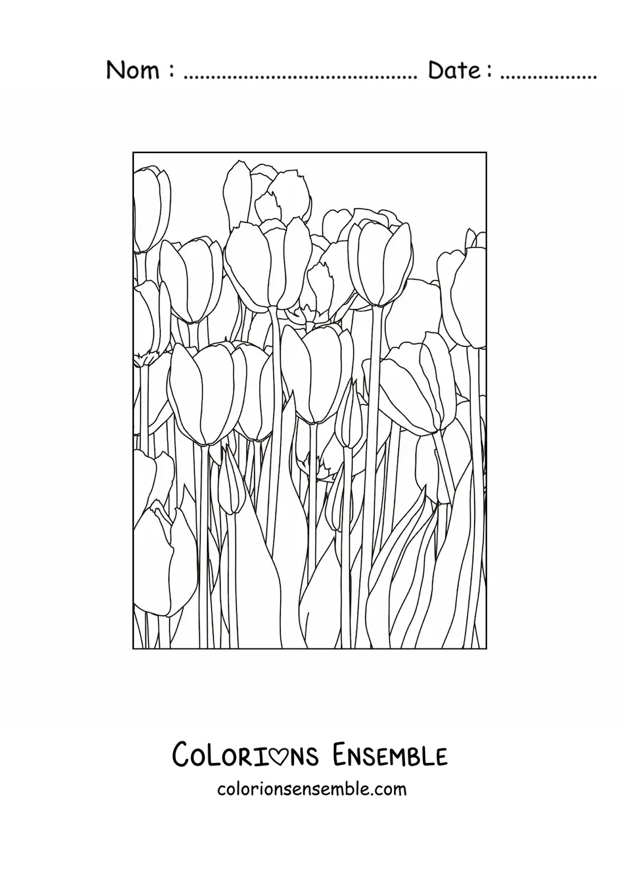 Image à colorier d’un champ de tulipes