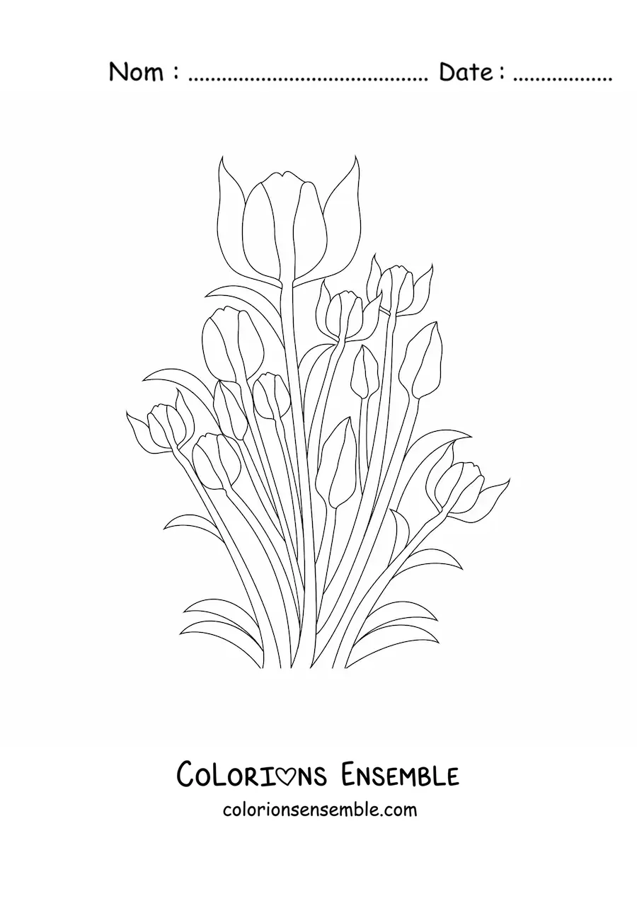 Image à colorier de plusieurs tulipes avec des feuilles