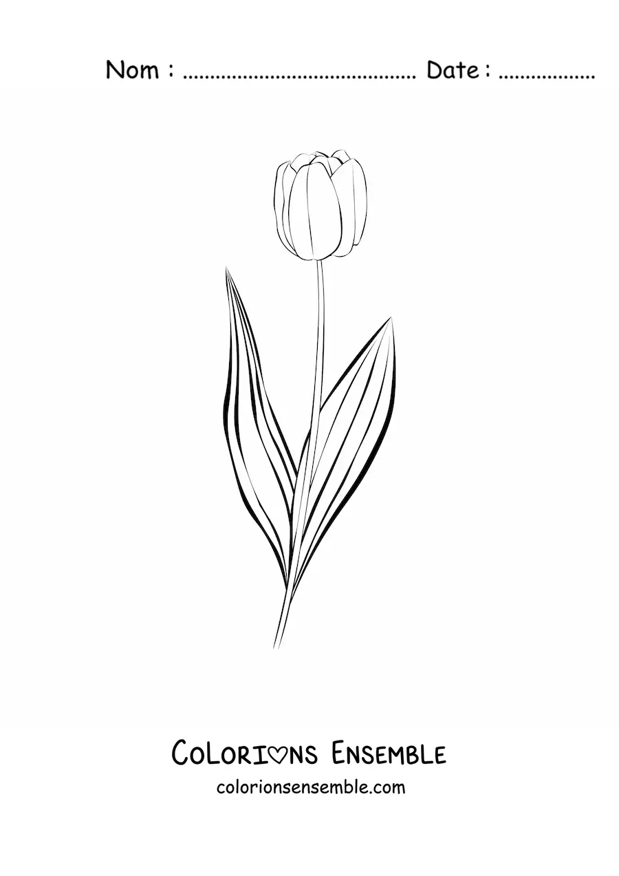 Image à colorier d’une petite tulipe avec des feuilles