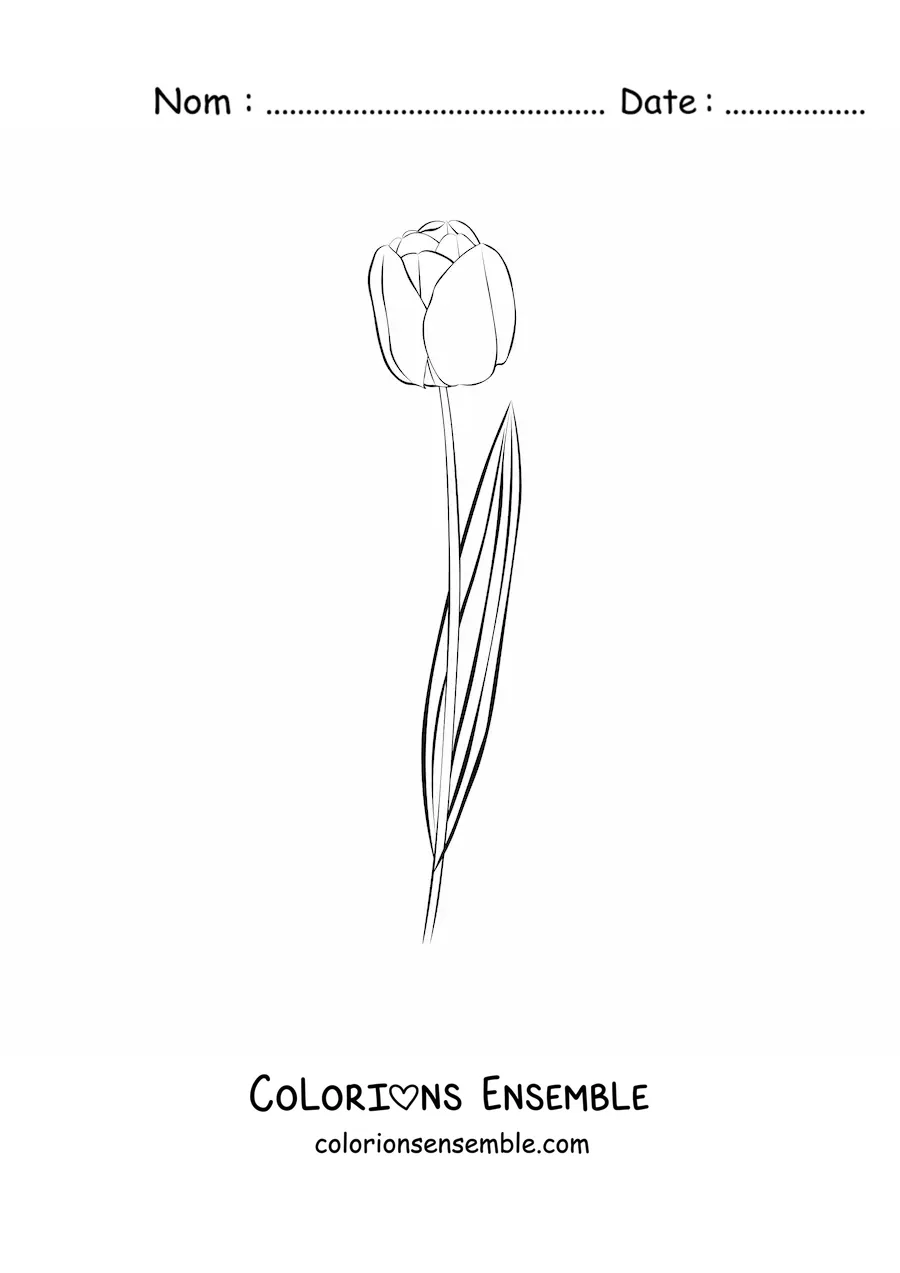 Image à colorier d’une petite tulipe avec une feuille