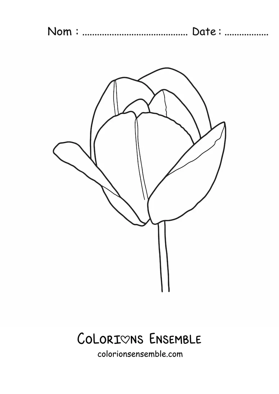 Image à colorier d’une grande tulipe