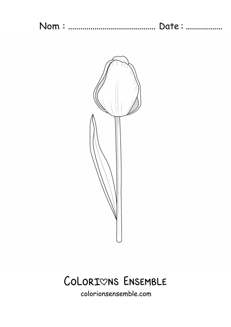 Image à colorier d’une tulipe