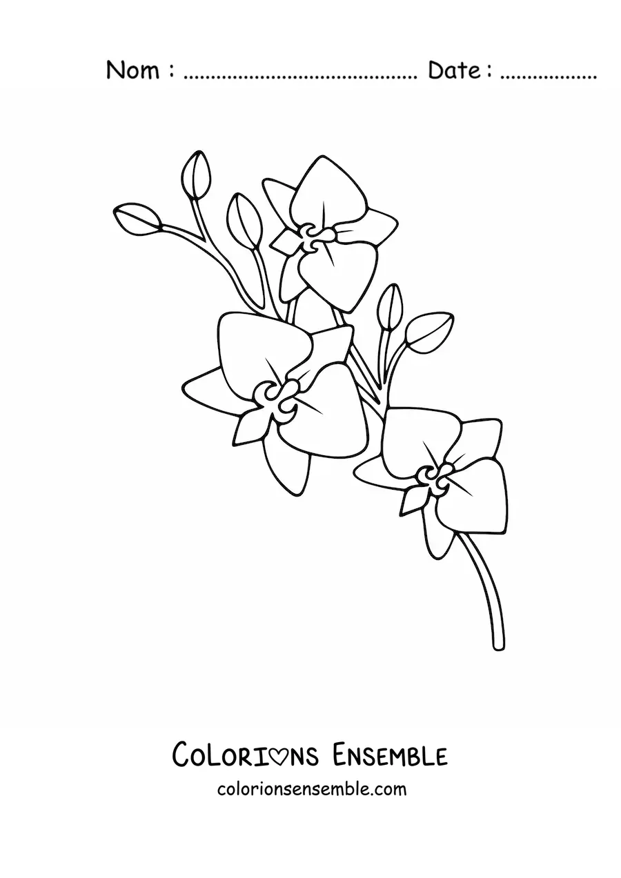 Image à colorier d’une branche d’orchidées phalaenopsis
