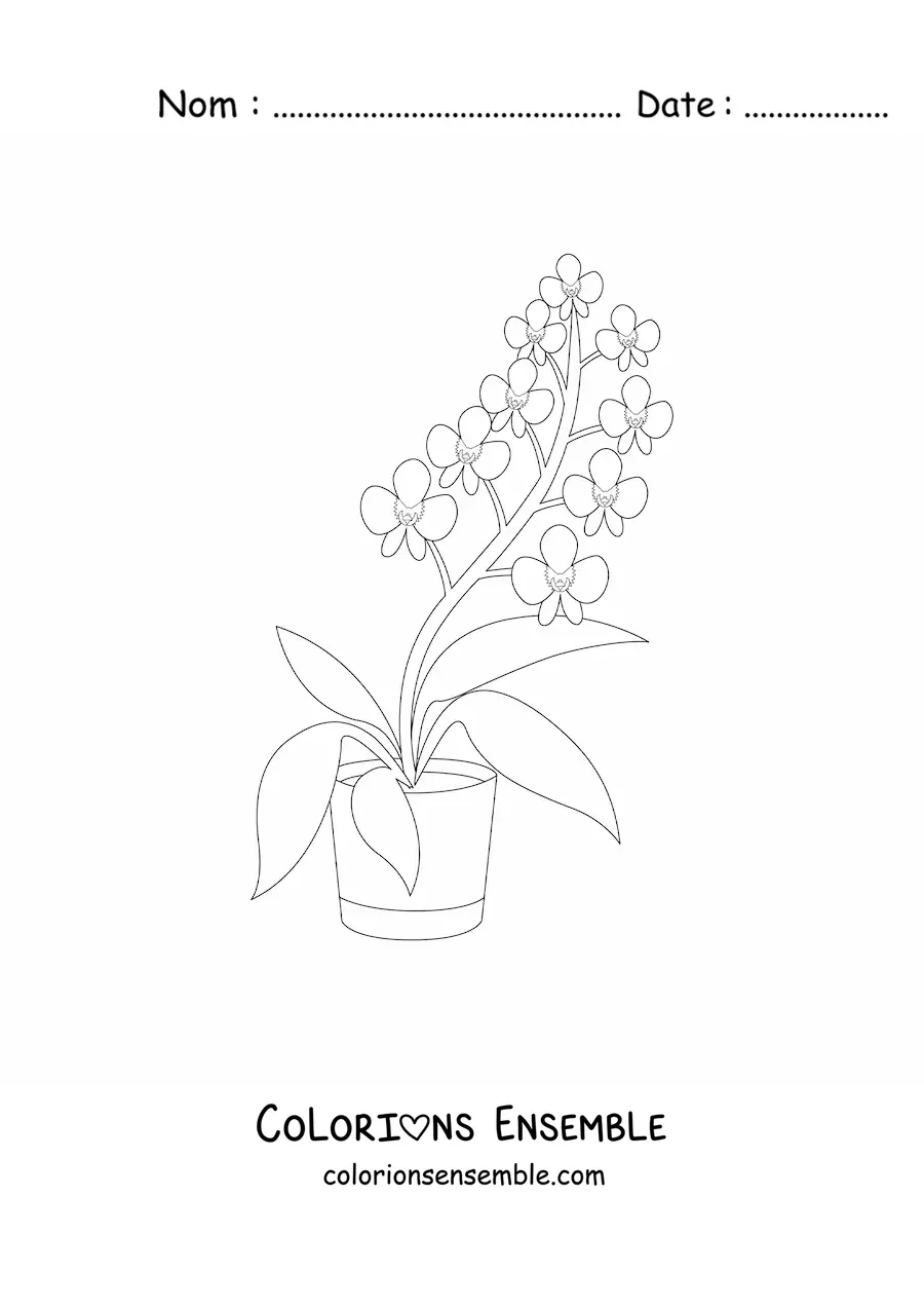 Image à colorier d’un pot avec des orchidées phalaenopsis