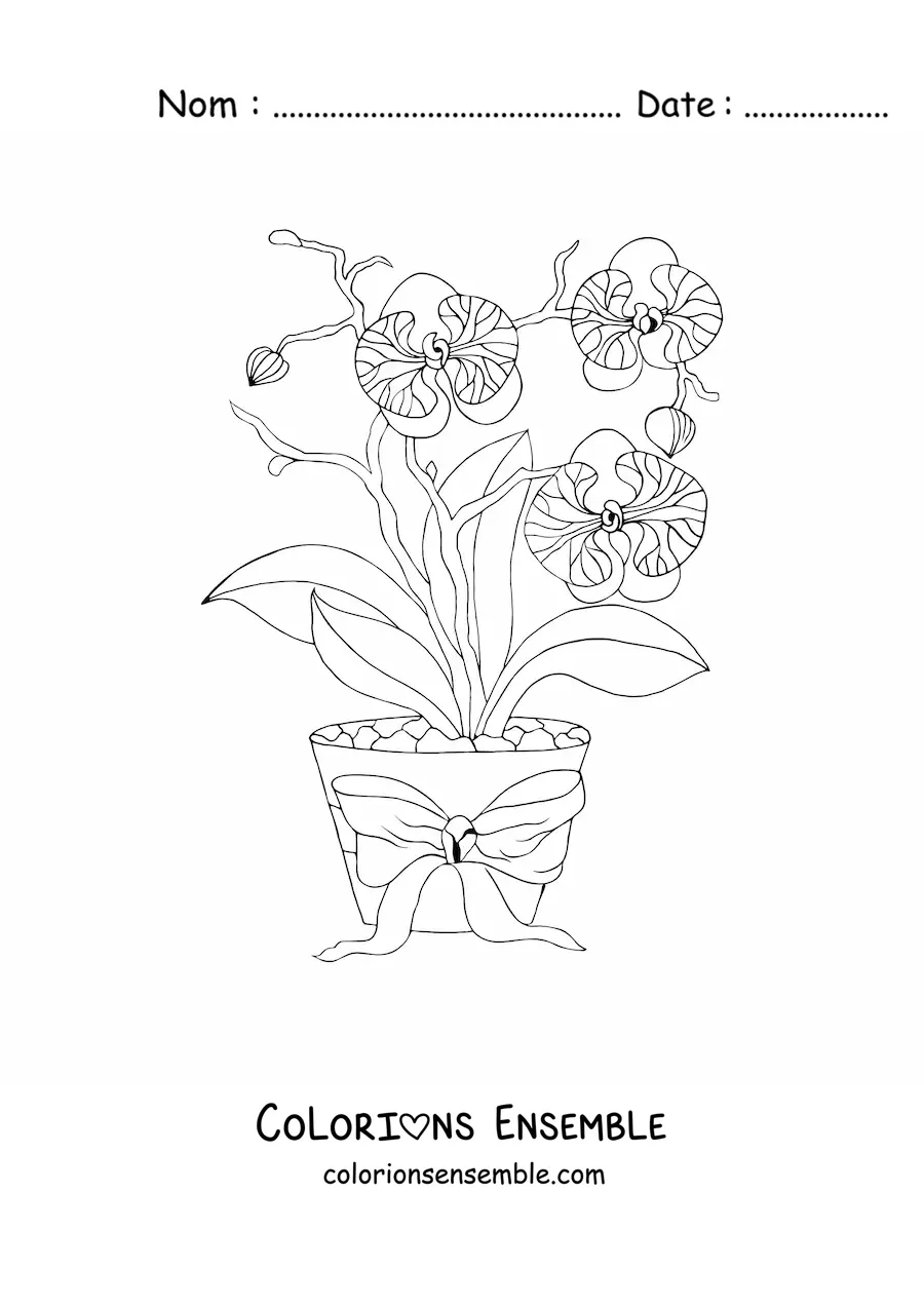 Image à colorier de trois orchidées phalaenopsis dans un pot