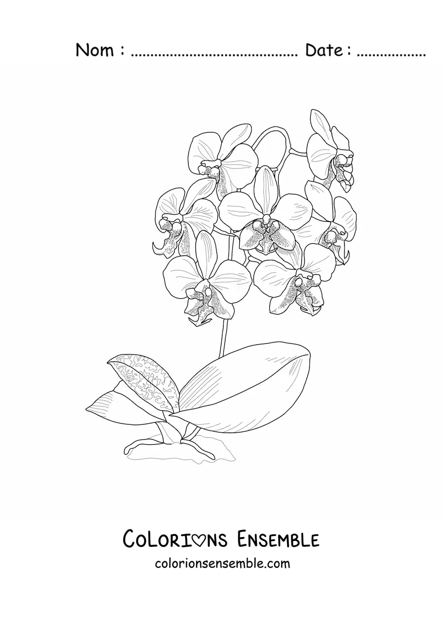 Image à colorier de plusieurs orchidées phalaenopsis avec des feuilles