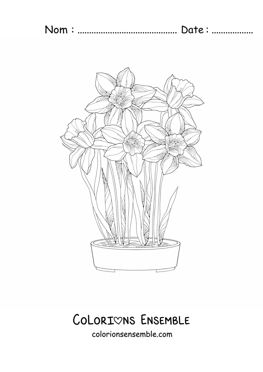 Image à colorier de plusieurs orchidées cattleya dans un pot