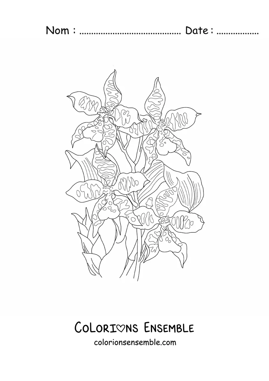 Image à colorier d’orchidées cambria