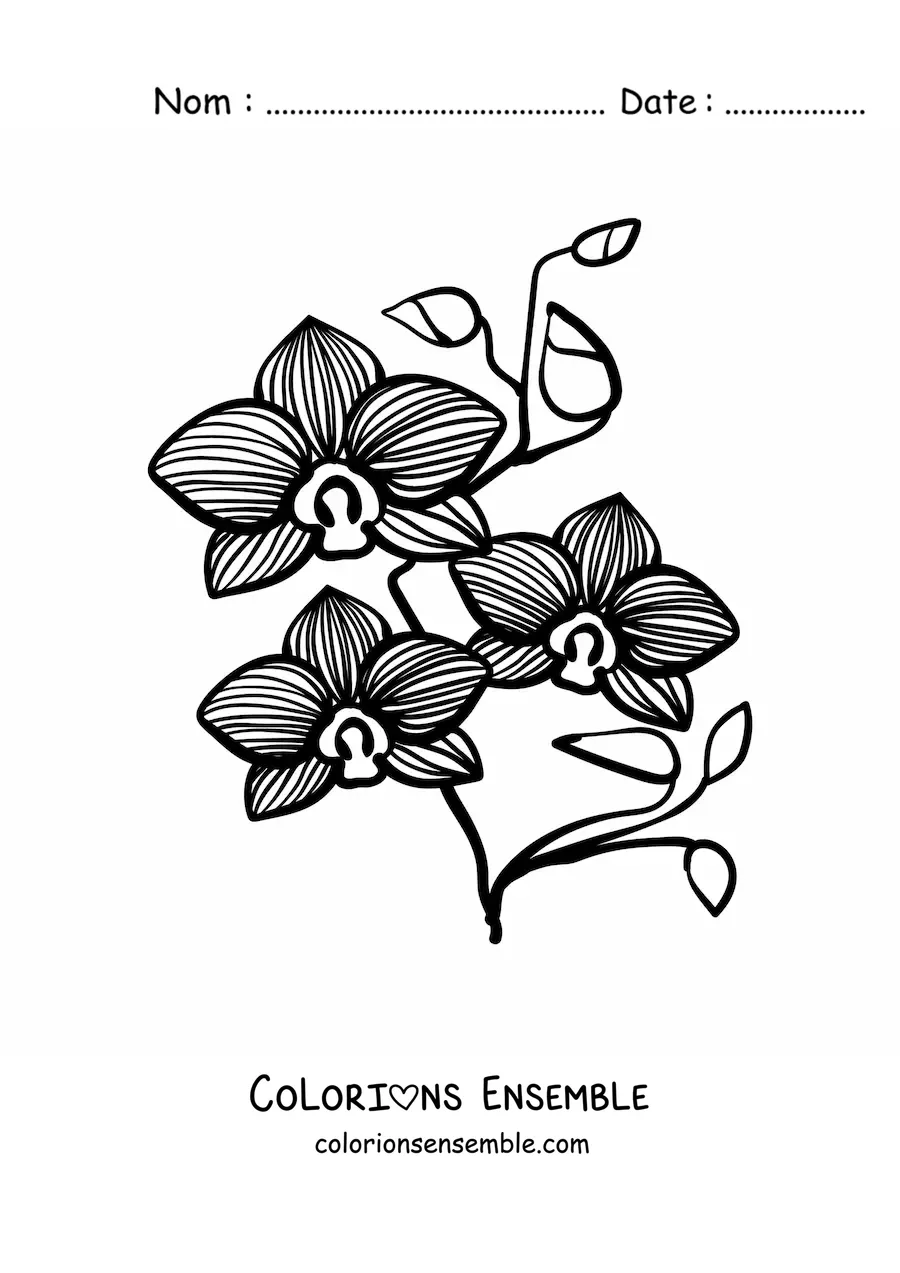 Image à colorier d’une branche d’orchidées phalaenopsis avec des feuilles