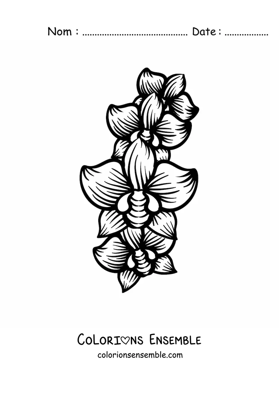 Image à colorier de trois grandes orchidées