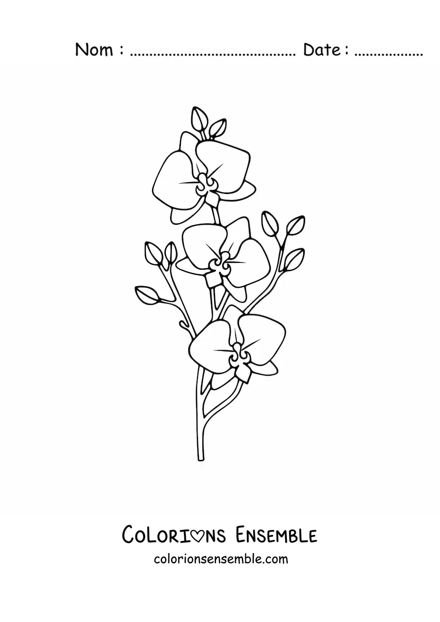 Image à colorier d’une branche de trois orchidées phalaenopsis