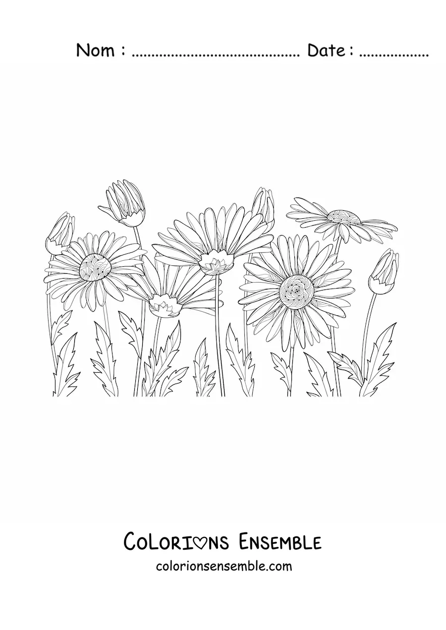 Image à colorier d'un champ de marguerites