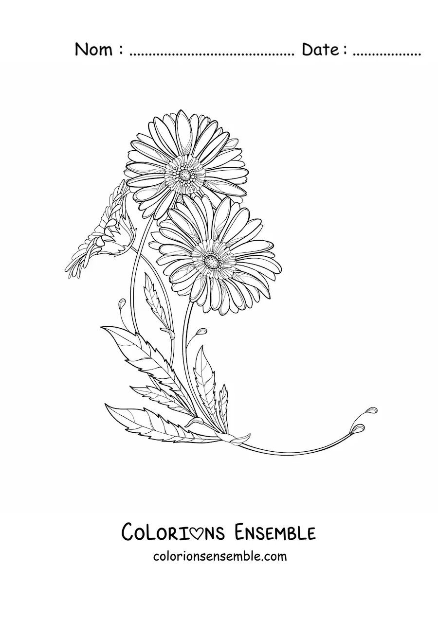 Image à colorier de deux marguerites avec leurs feuilles