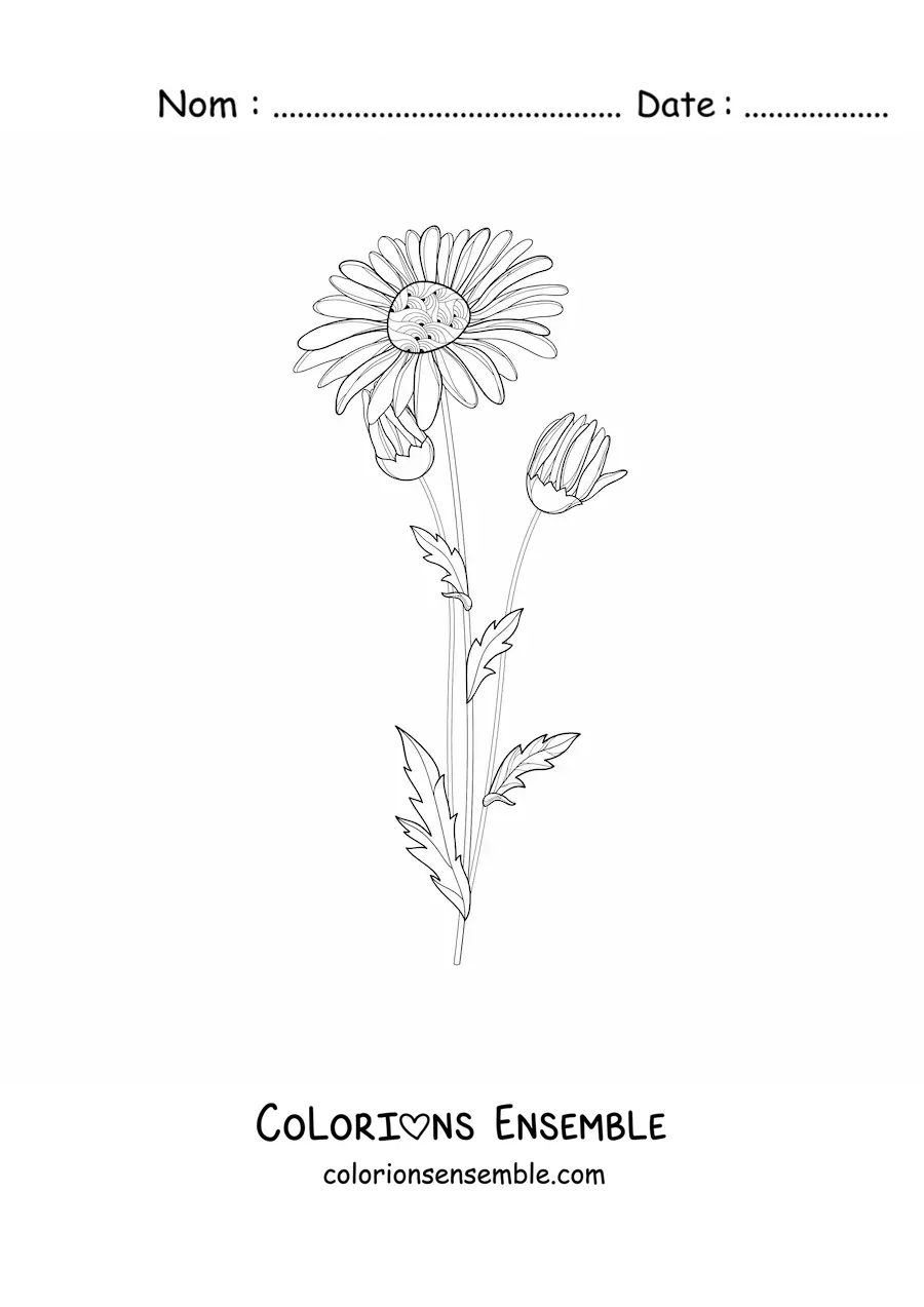 Image à colorier d'une marguerite et de ses boutons