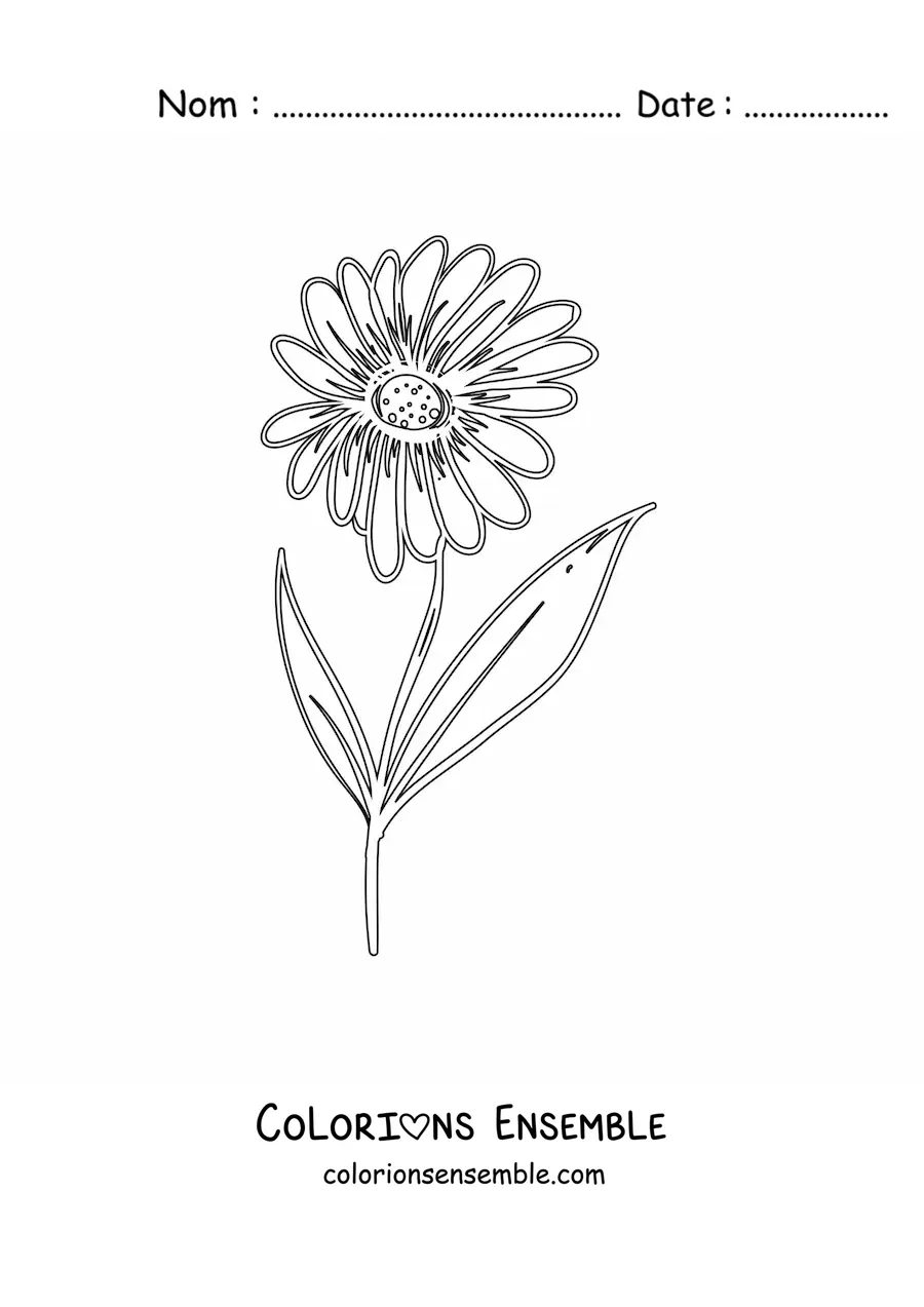 Image à colorier d'une marguerite avec ses feuilles